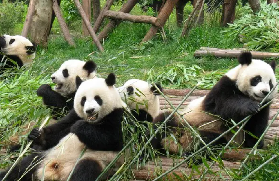 chengdu panda base