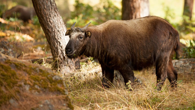 Motithang Takin Preserve