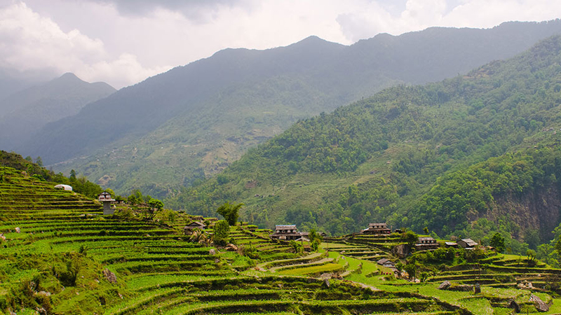 Rice Terraces