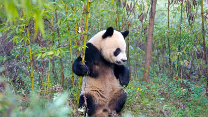 Sichuan