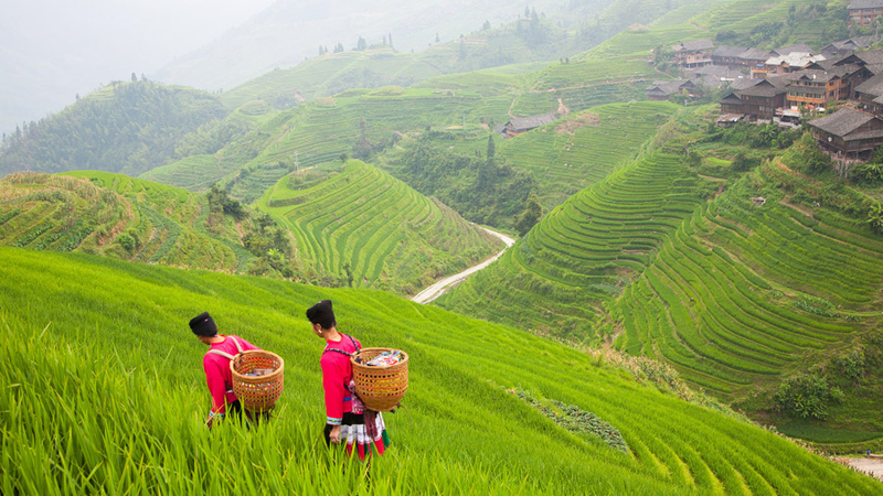 Jinkeng Rice Terraces