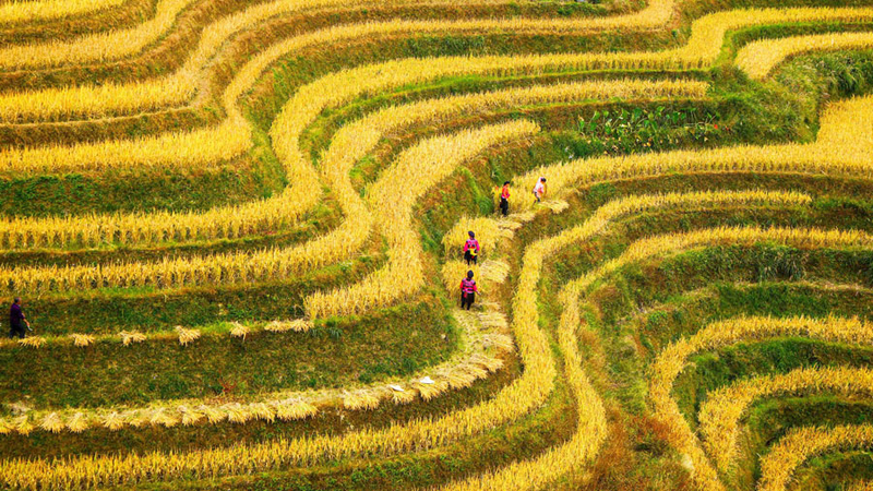 Longji Rice Terraces