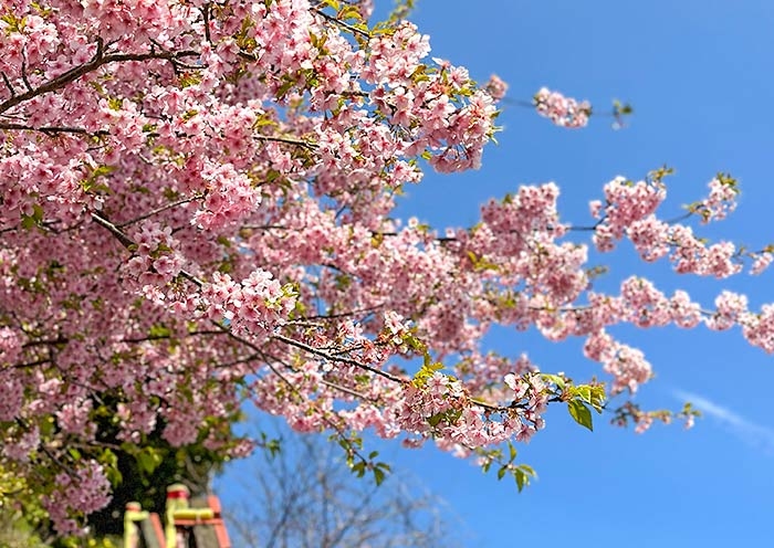 cherry blossom images
