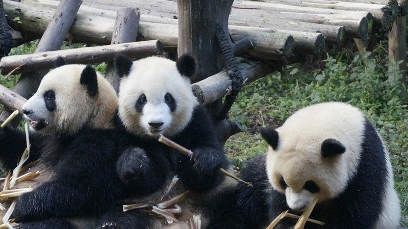 Chengdu Giant Pandas