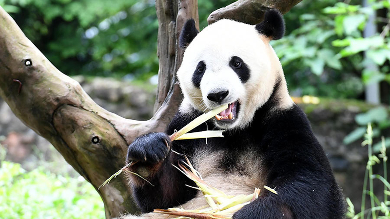 Chengdu Giant Pandas