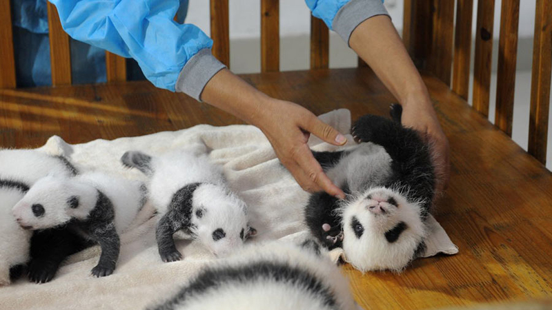 Chengdu Panda Base