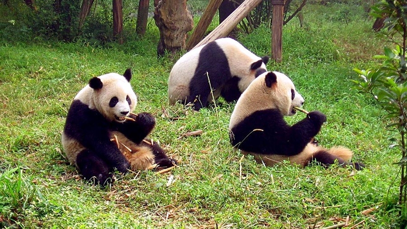 Wolong Panda Base Volunteer Tour