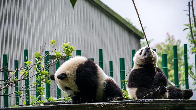 Wolong Panda Base Volunteer Tour