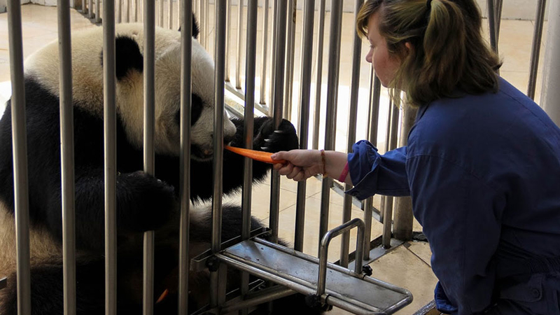 Wolong Panda Base Volunteer Tour