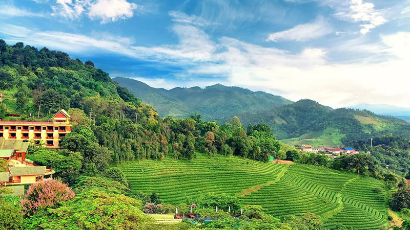 Mt. Doi Mae Salong