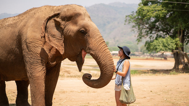 Elephant Nature Park