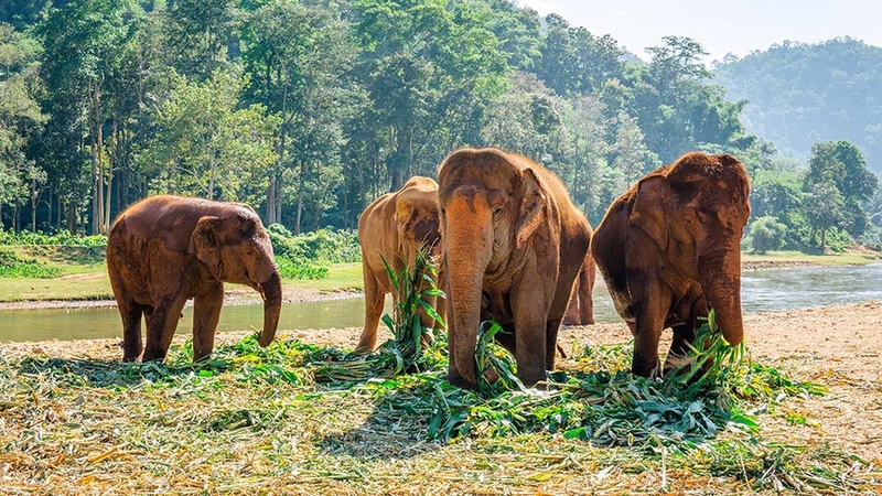 Elephant Nature Park