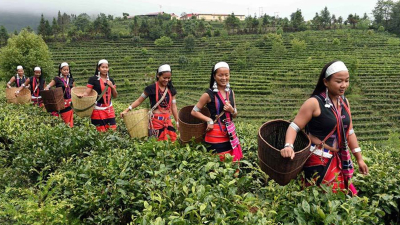 Pu'er Tea