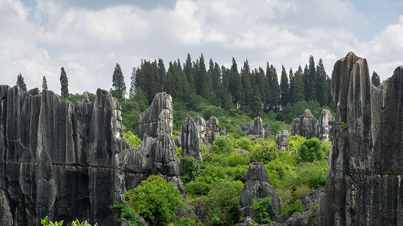 Stone Forest