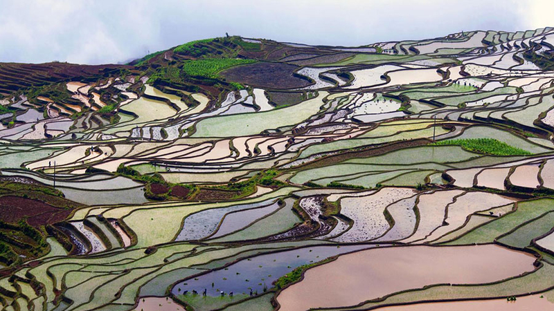 Yuanyang Rice Terraces